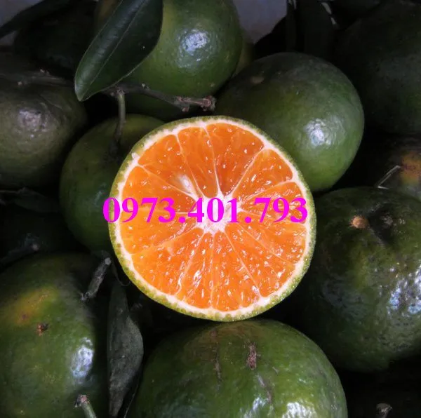 cam sành12_result.webp