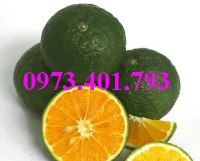 cam sành1_result.webp