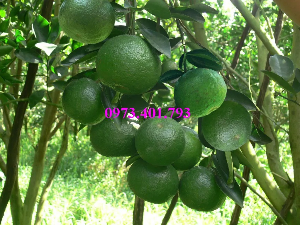 cam sành3_result.webp