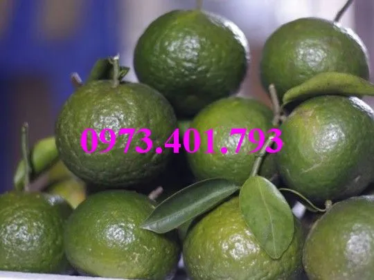 cam sành4_result.webp