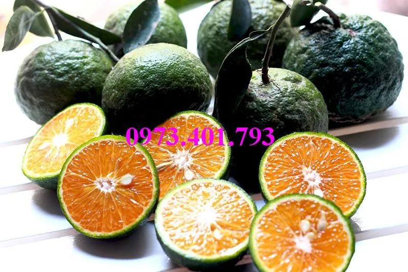 cam sành6_result.webp