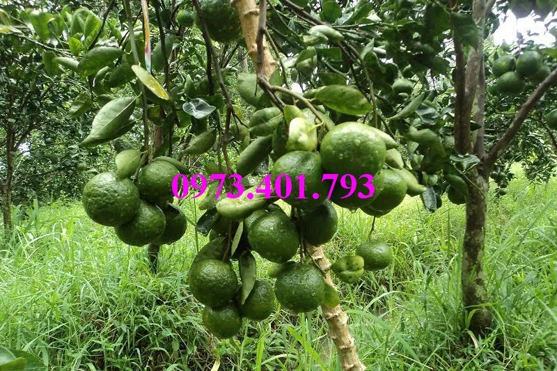 cam sành7_result.webp