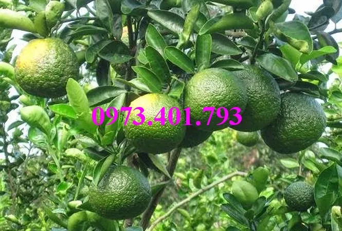 cam sành8_result.webp