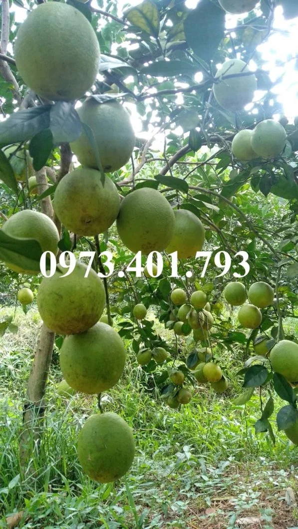 cam vàng1_result.webp