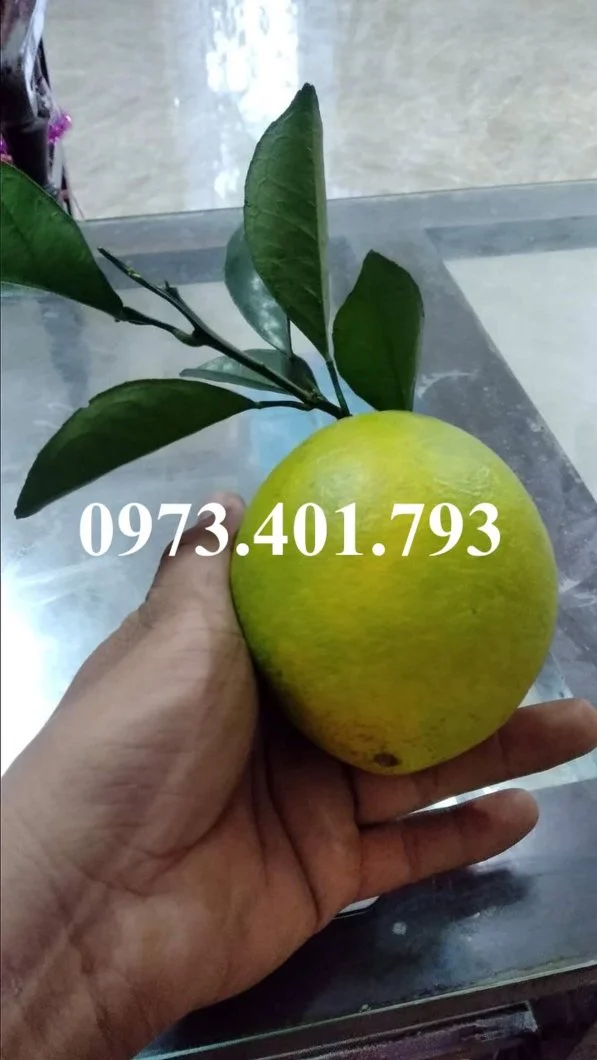 cam vàng2_result.webp