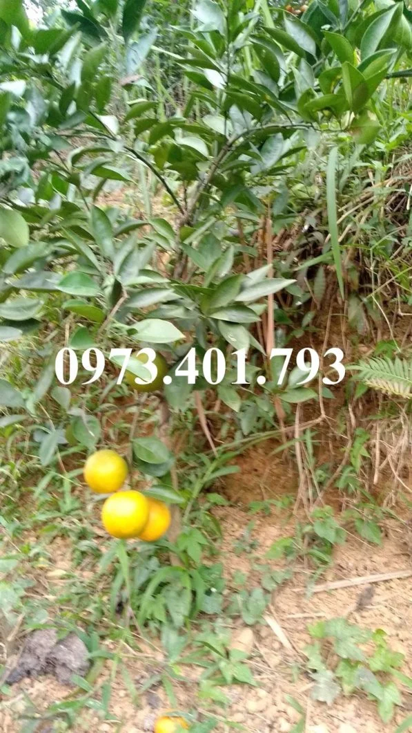 cam vàng_result.webp