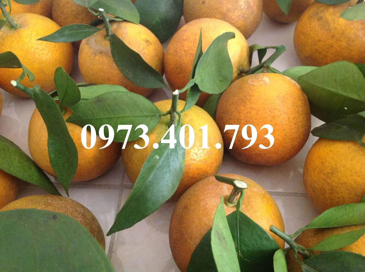 cam vinh2_result.webp