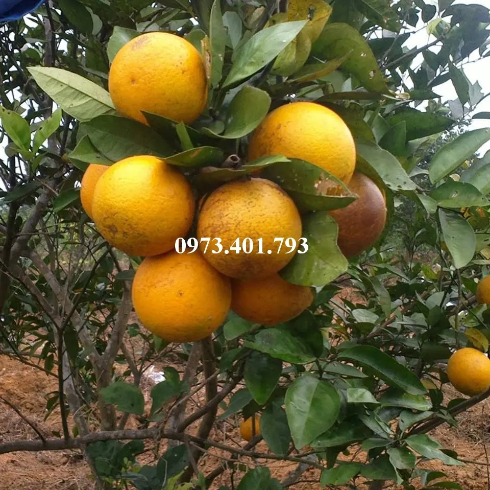 cam vinh34_result.webp