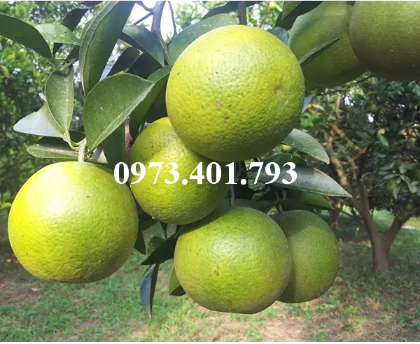 cam vinh3_result.webp