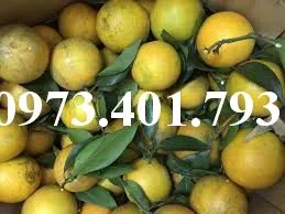 cam vinh6_result.webp