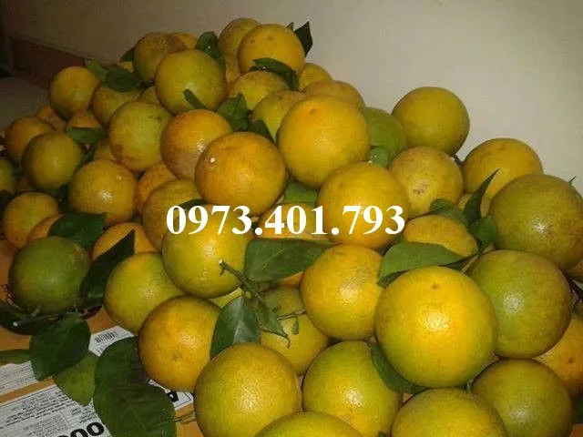 cam vinh7_result.webp