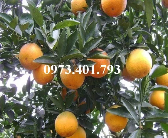 cam vinh8_result.webp