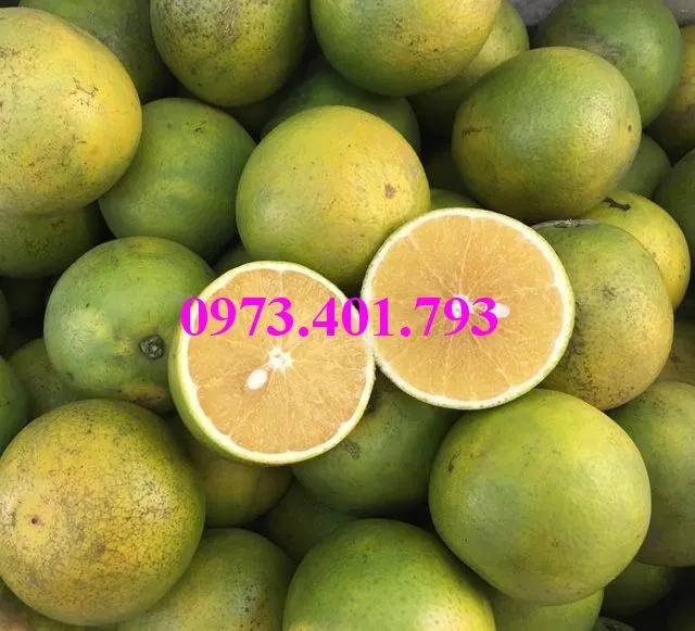 cam xoàn1_result.webp