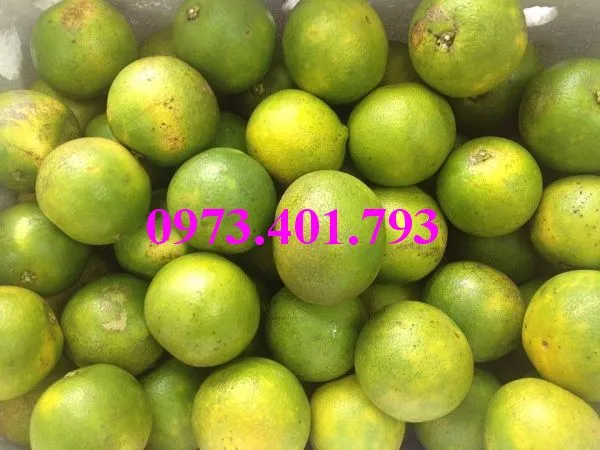 cam xoàn2_result.webp