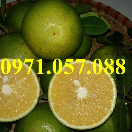 cam-xoan2result (2).webp