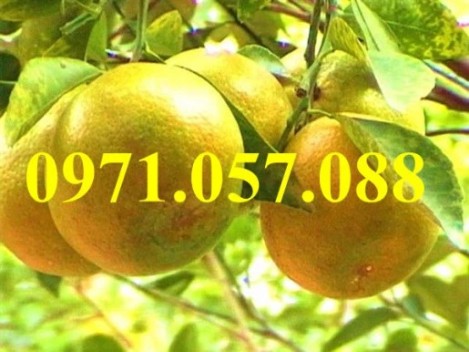 cam-xoan3result (2).webp