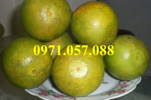 cam-xoan4result (2).webp