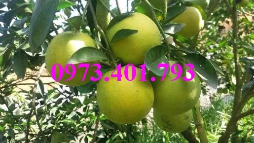 cam xoàn6_result.webp