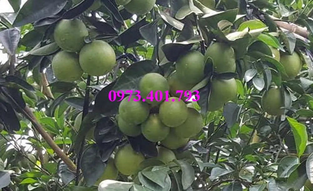 cam xoàn7_result.webp