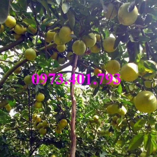 cam xoàn8_result.webp