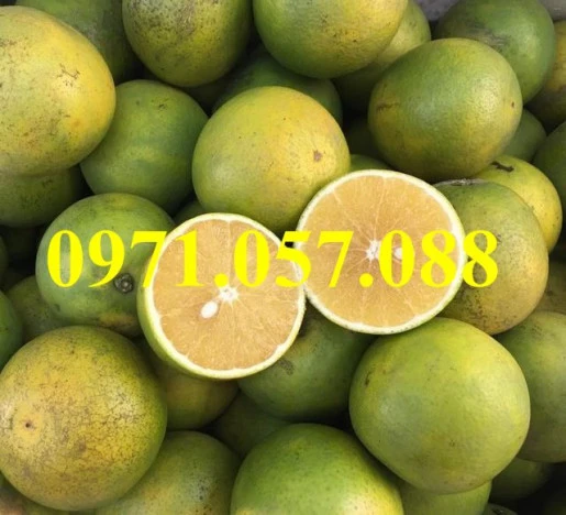 cam-xoanresult (2).webp