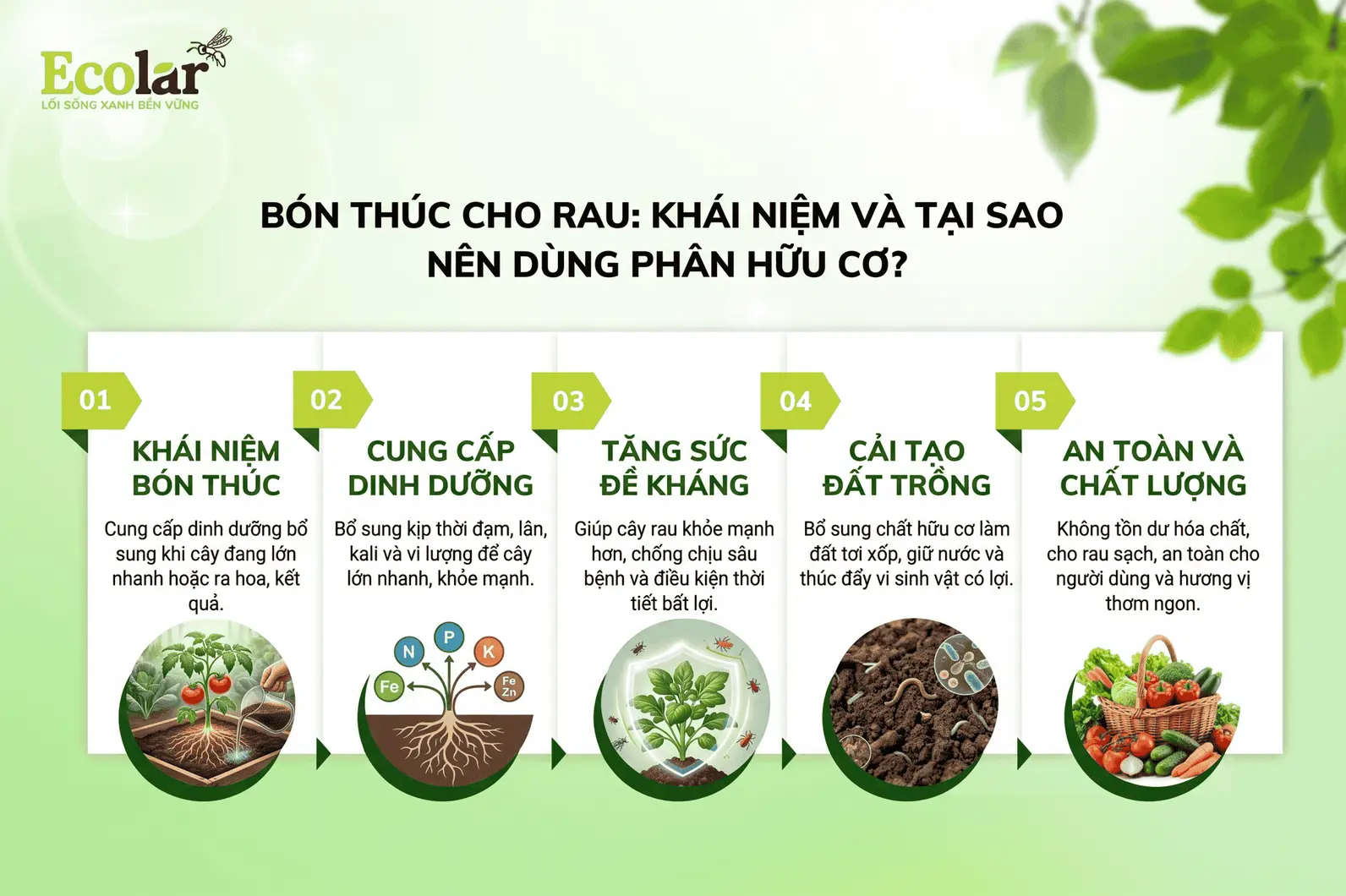 can-bon-thuc-cho-rau-bang-phan-huu-co_c32cabd212b94f31a2ea542f5a37baec.webp