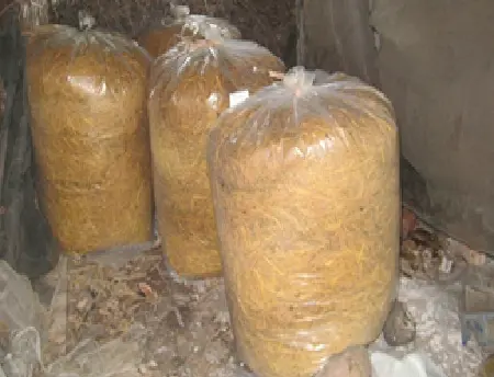 cần chủ động đa dạng nguồn thức ăn cho bò01.png