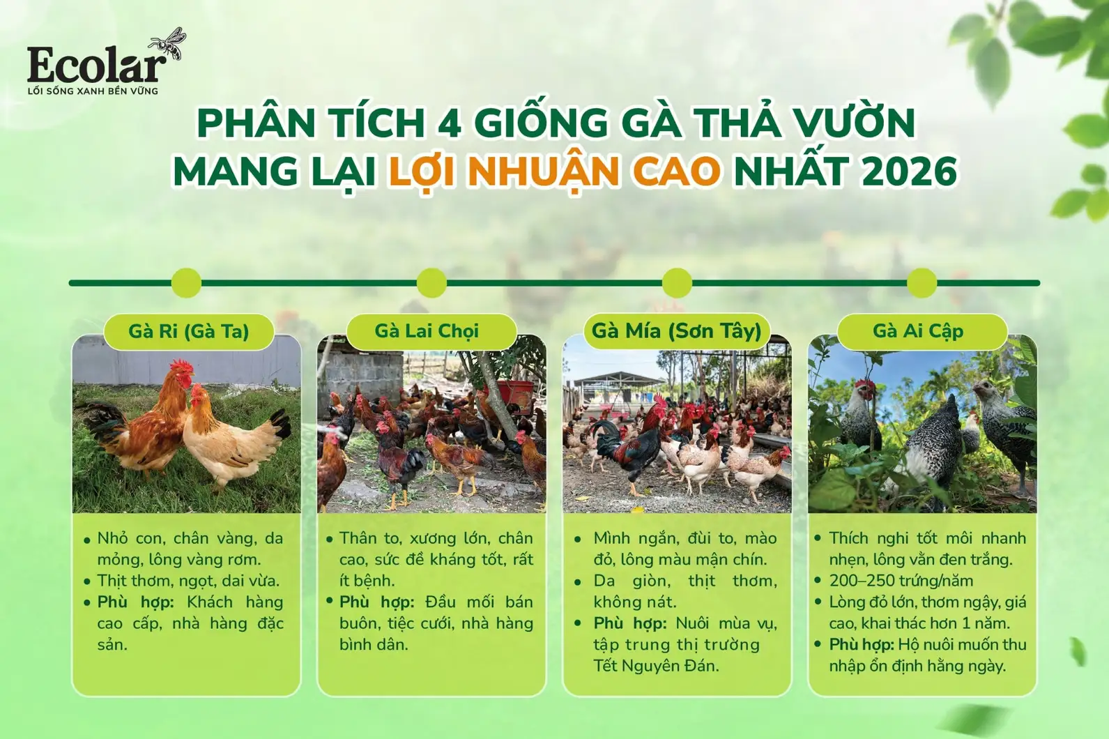 cao-nhat-2026-01-01-01-01-01-01-01-01_4cc25994431941adbdf63fad369d38a6.webp