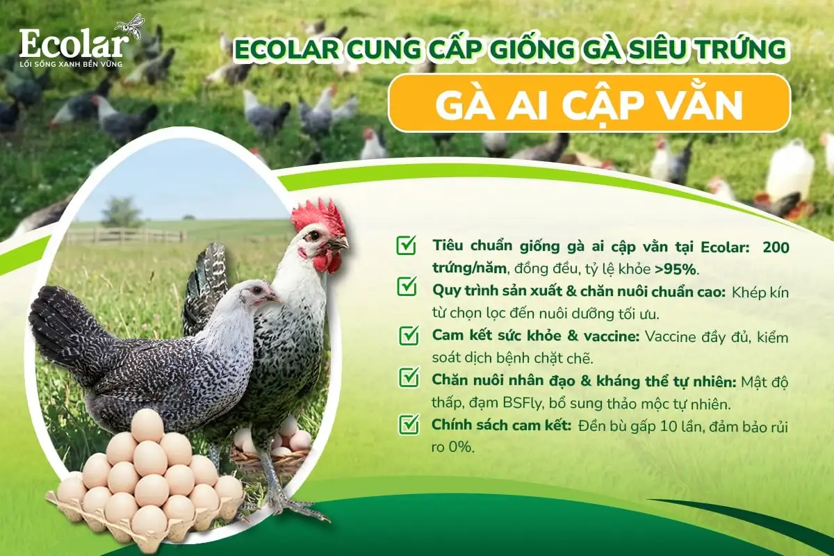 cap-giong-ga-sieu-trung-ga-ai-cap-van_a47e0151c46c4a1c826a58e4324120b2.webp