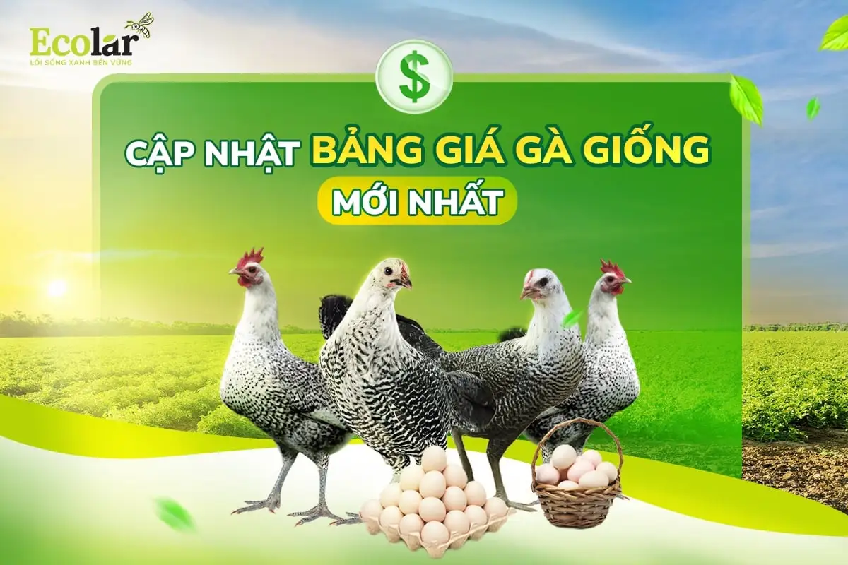 cap-nhat-bang-gia-ga-giong-moi-nhat_ee84a9f6977e4b718c65437c6067f504.webp