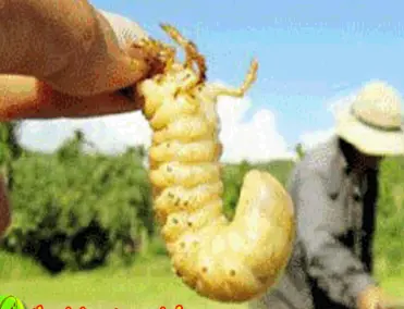 nuôi sủng đất, nhậy đất