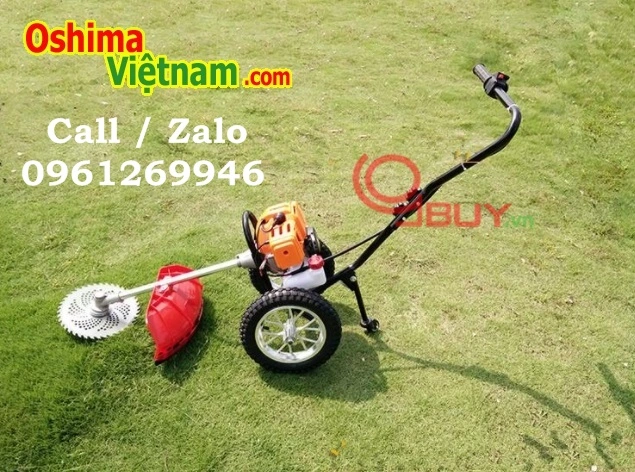 cat co day tay 3.webp