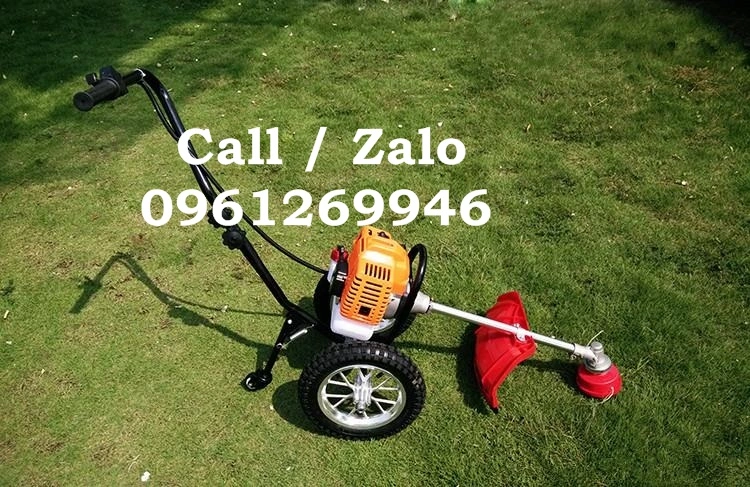 cat co day tay 9.webp