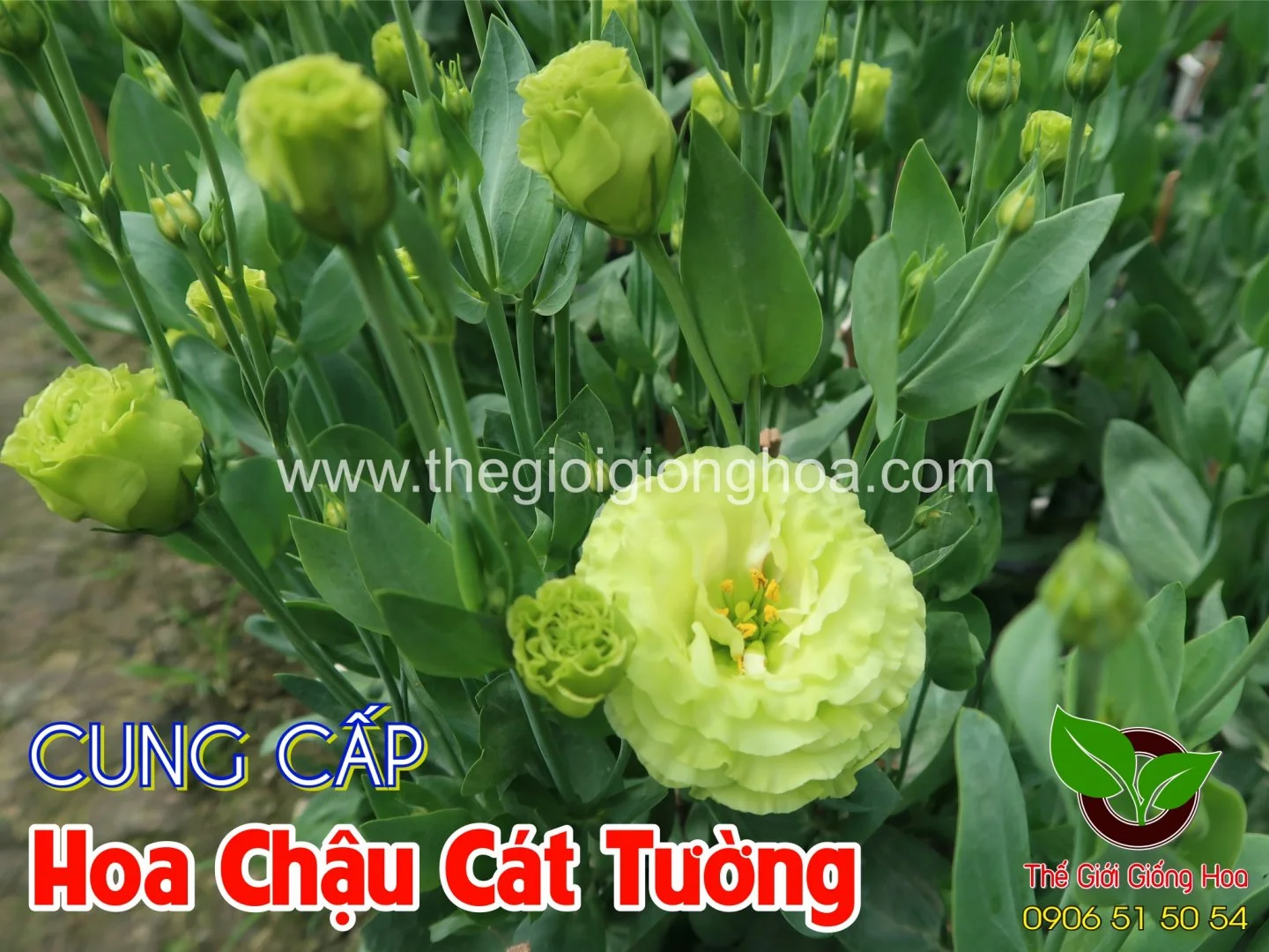 CAT TUONG CHAU 1.webp