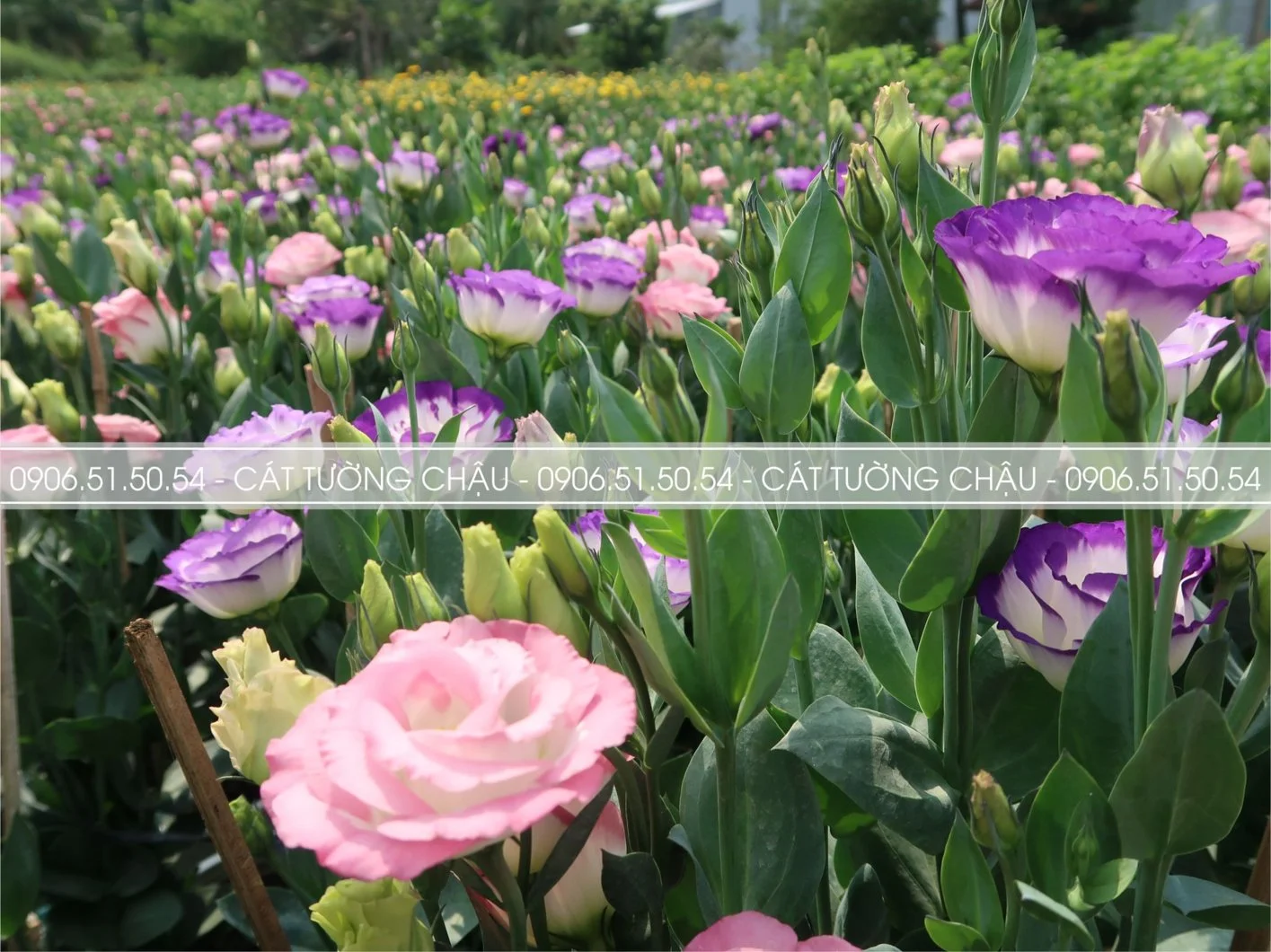 CAT TUONG CHAU 1.webp