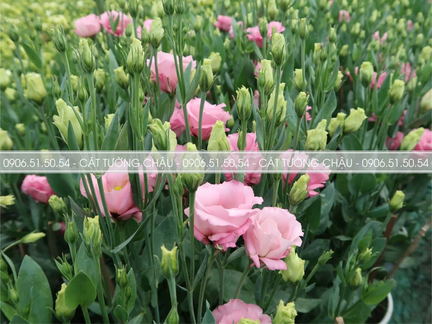 CAT TUONG CHAU 10.webp