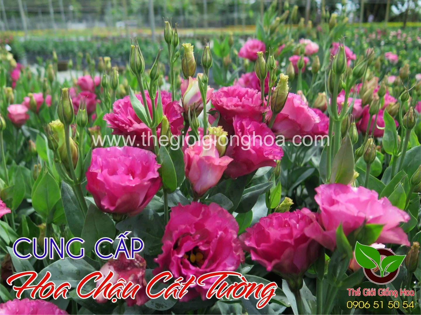 CAT TUONG CHAU 11.webp