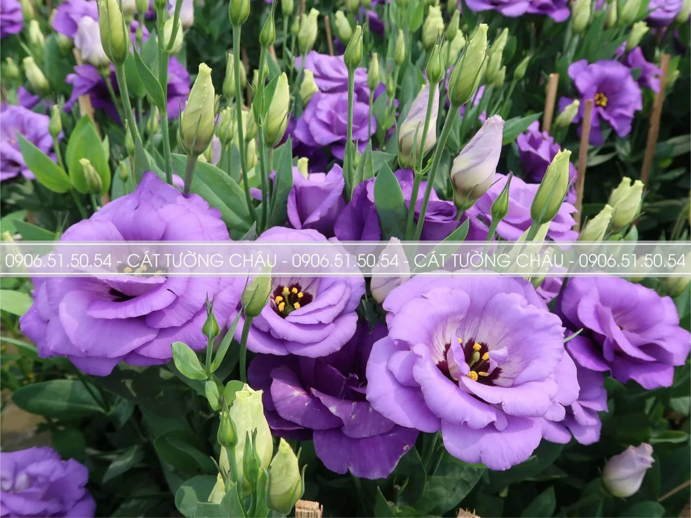 CAT TUONG CHAU 11.webp