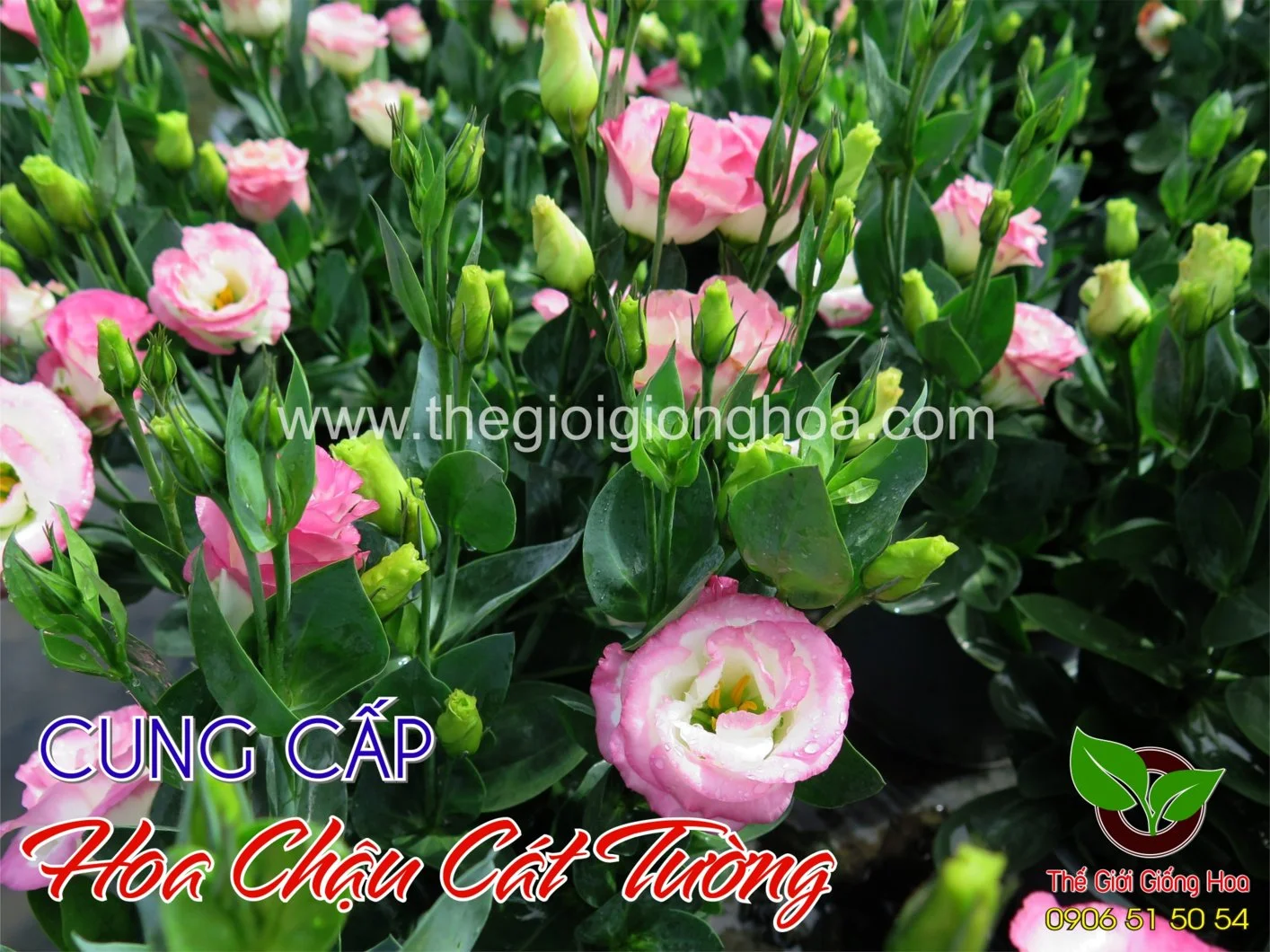 CAT TUONG CHAU 12.webp