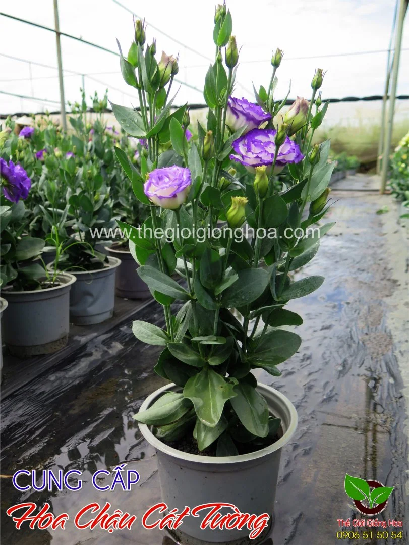 CAT TUONG CHAU 13.webp