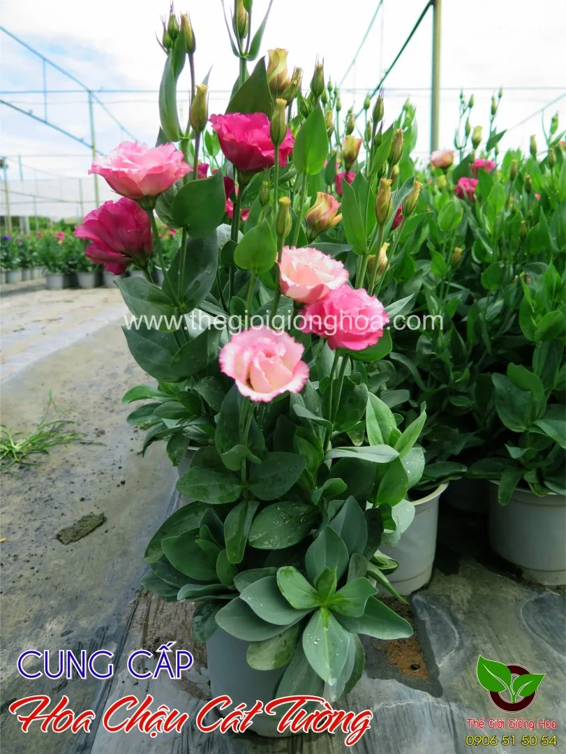 CAT TUONG CHAU 14.webp