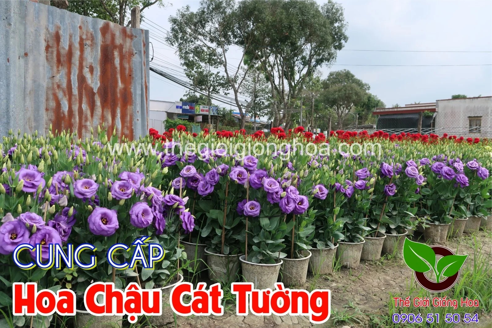 CAT TUONG CHAU 15.webp