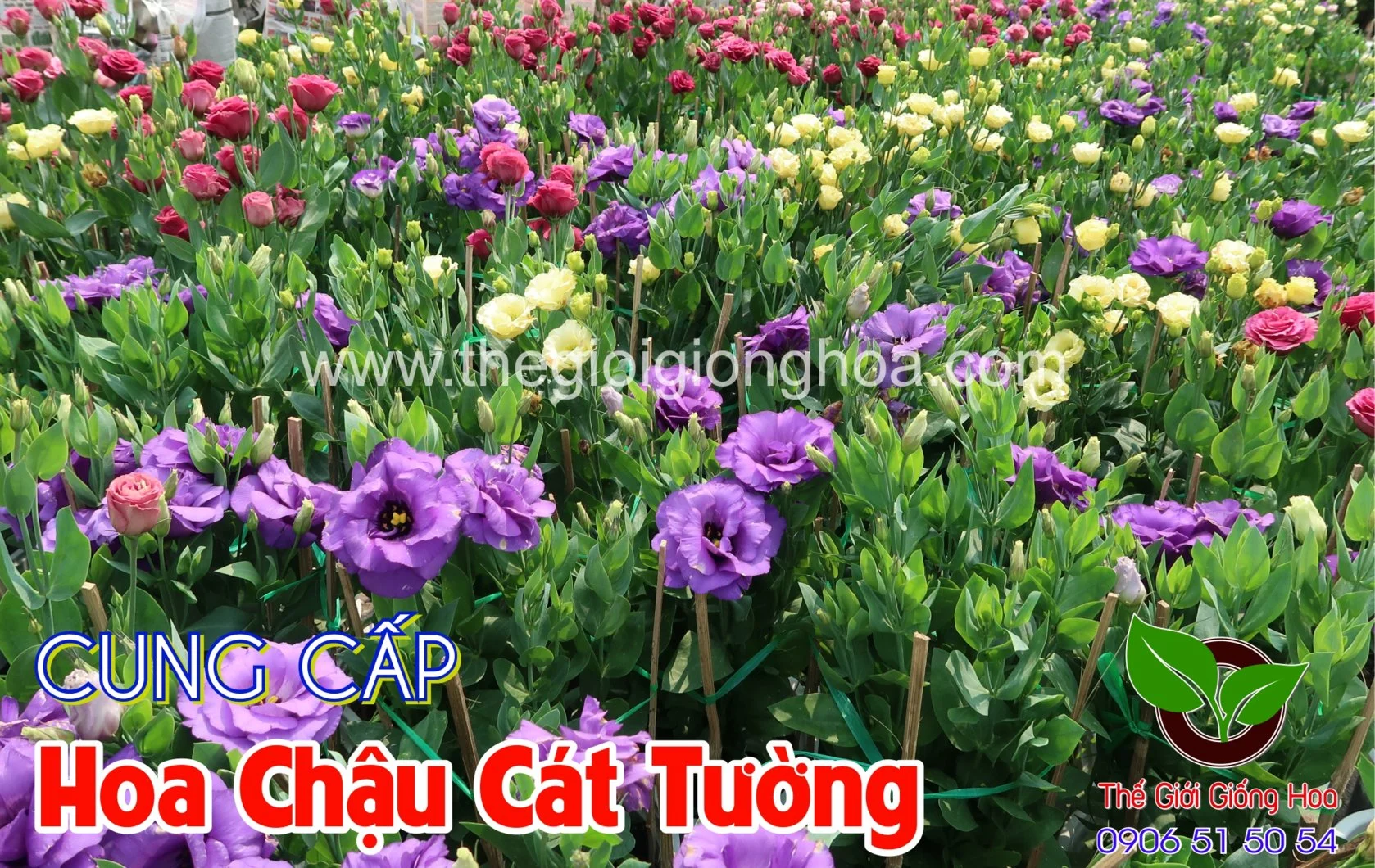 CAT TUONG CHAU 17.webp