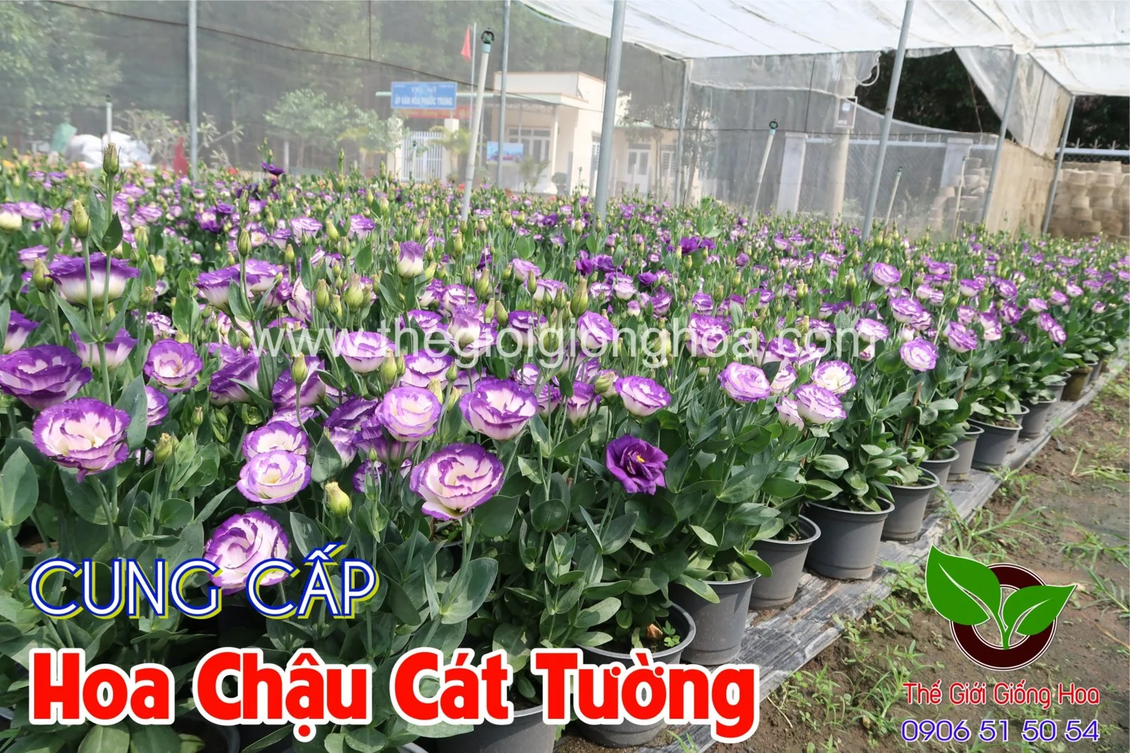 CAT TUONG CHAU 18.webp
