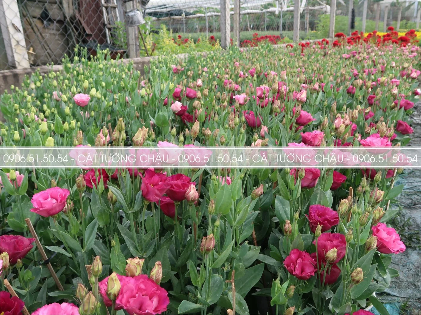 CAT TUONG CHAU 2.webp