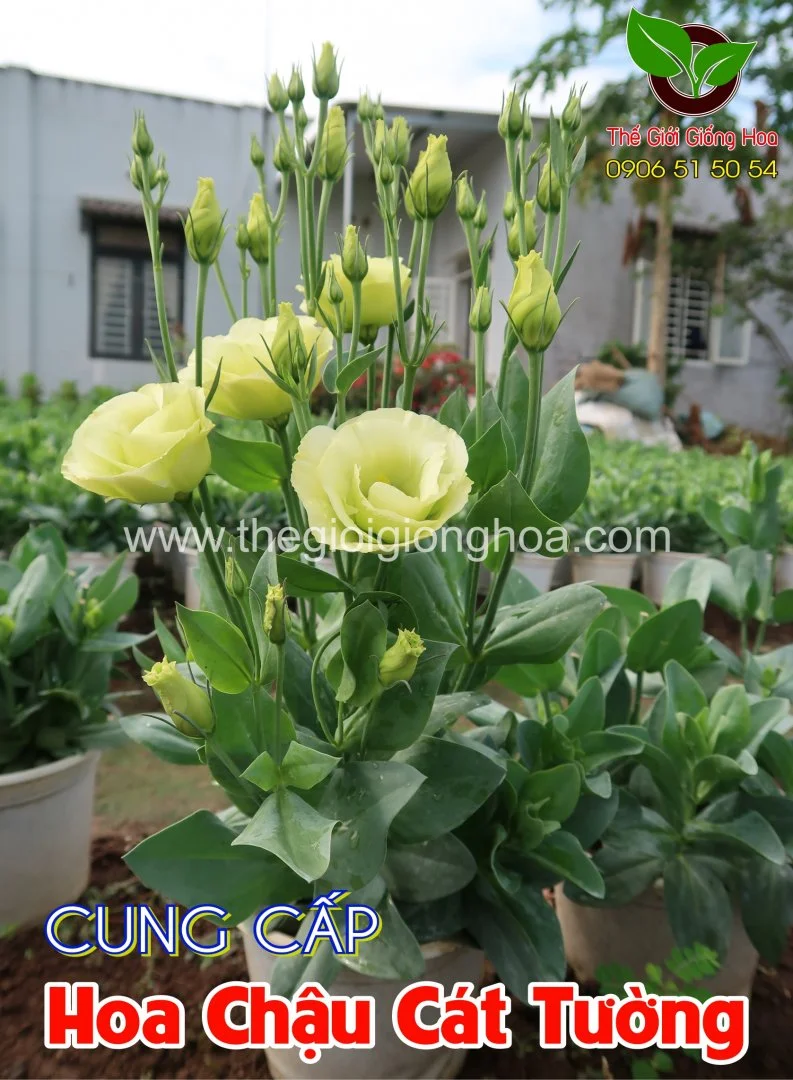 CAT TUONG CHAU 3.webp