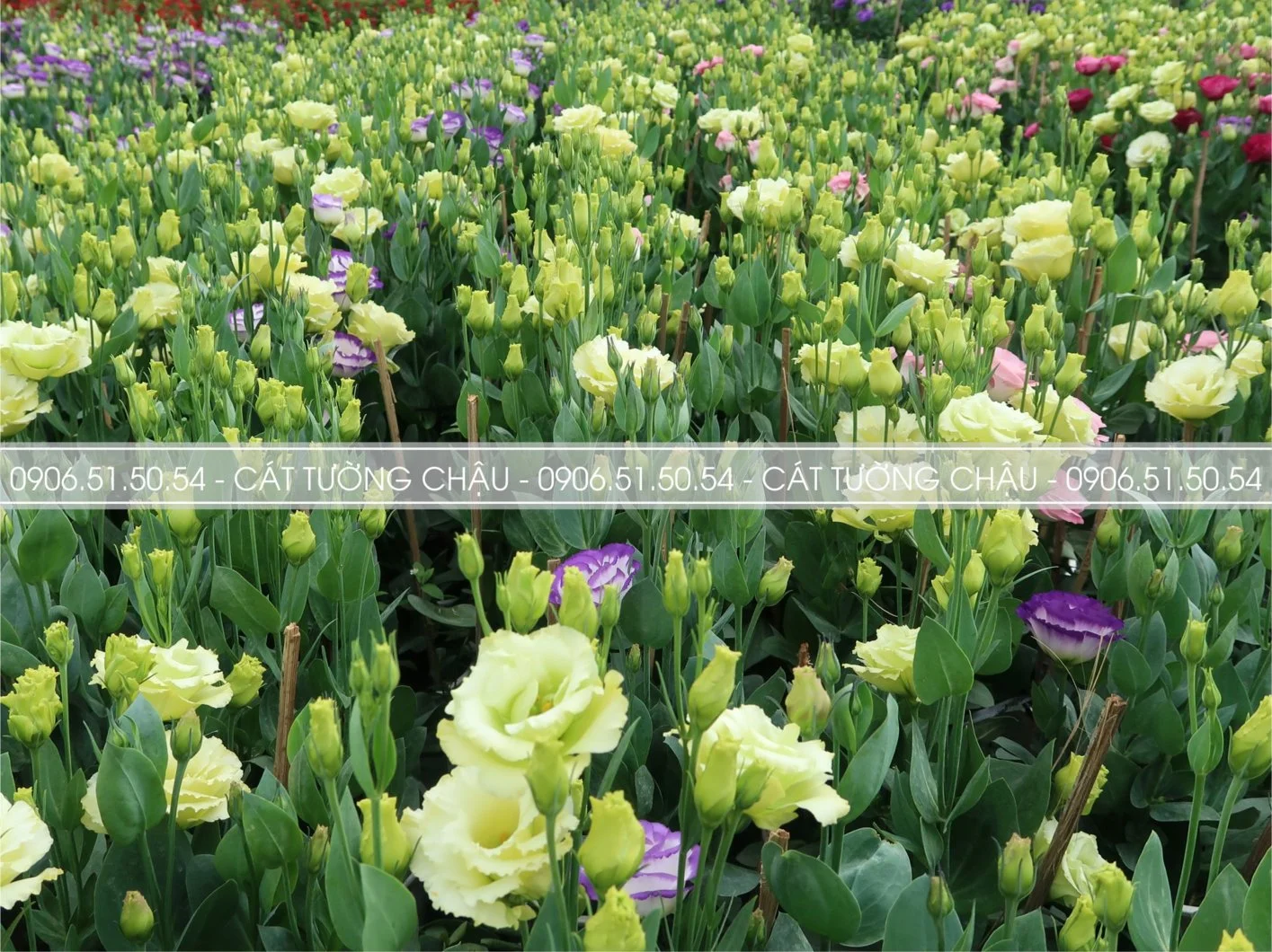 CAT TUONG CHAU 4.webp