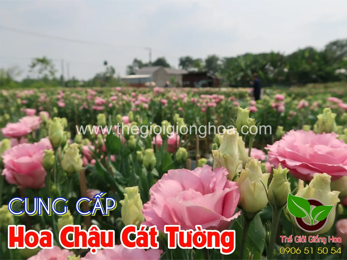 CAT TUONG CHAU 4.webp