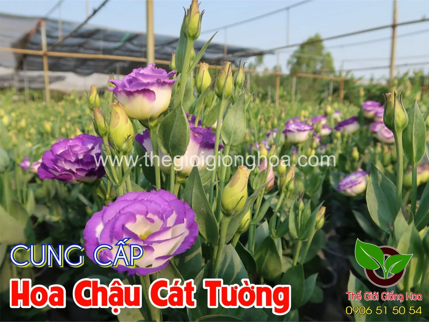 CAT TUONG CHAU 5.webp