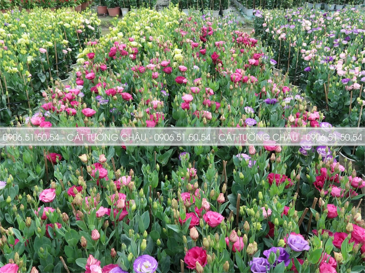 CAT TUONG CHAU 5.webp